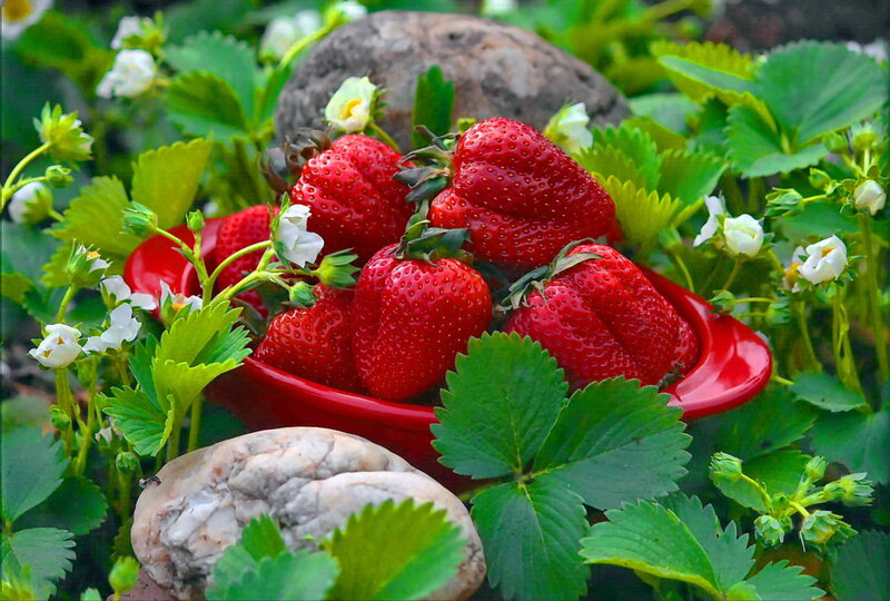Strawberries in Red Bowl
