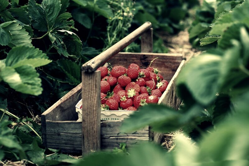Strawberries in Wooden Basket — Red, Natural