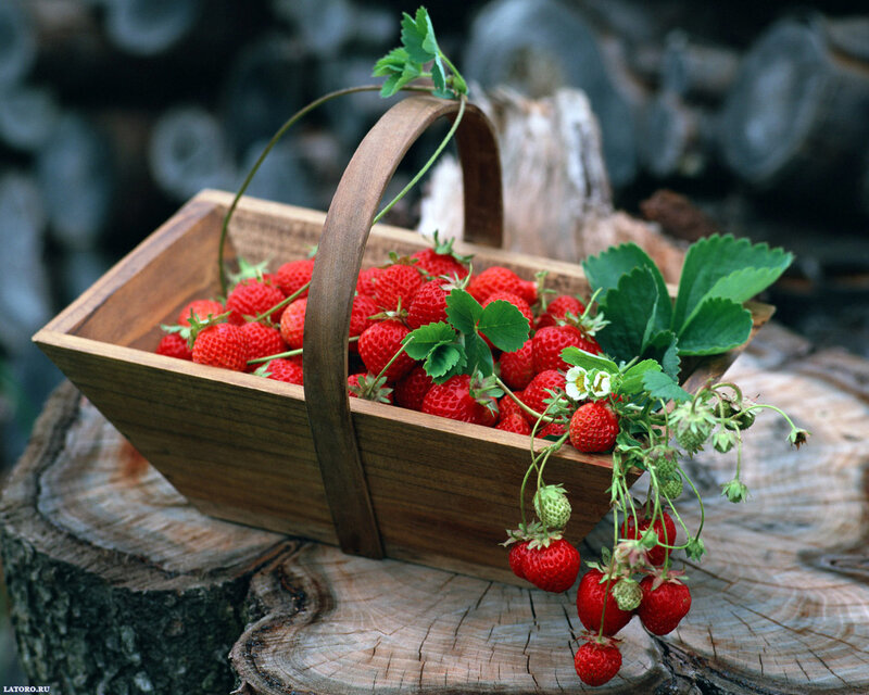 Strawberries in Wooden Basket — Red
