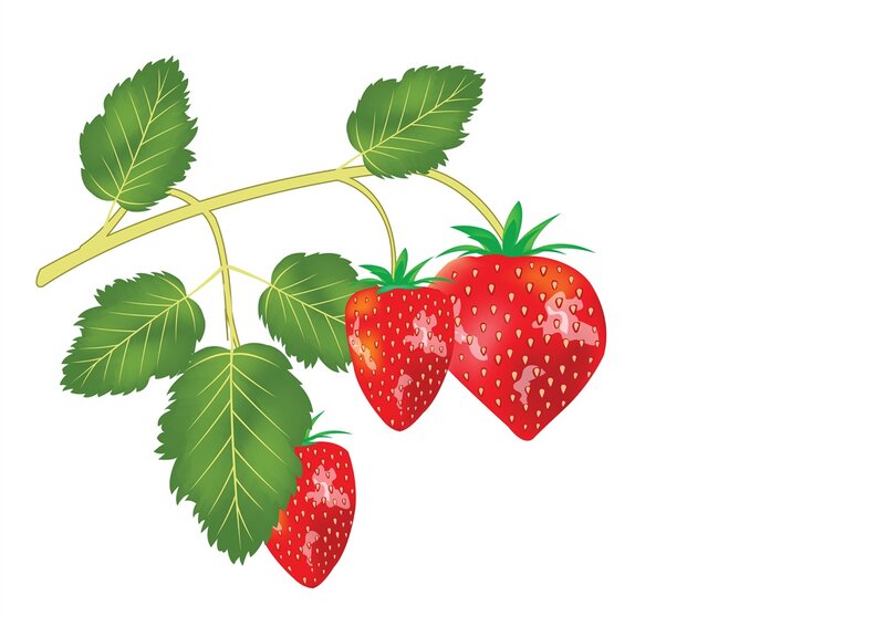 Strawberries on a Branch