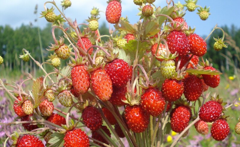 Strawberries on a Bush — Red