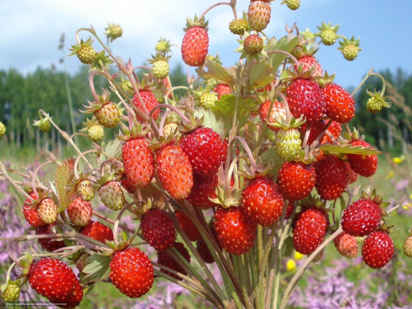Strawberries on a bush
