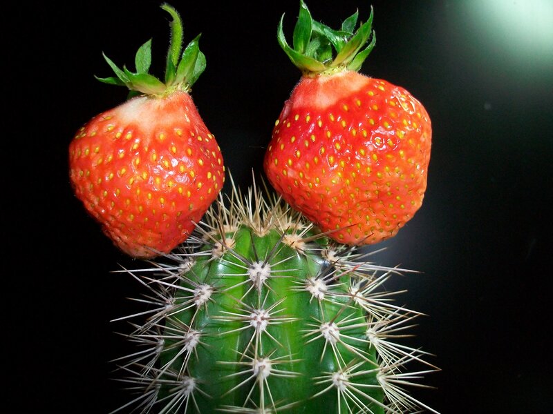 strawberries on a cactus