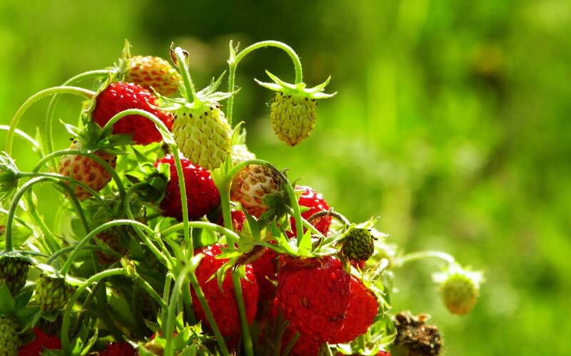 Strawberries on a Plant — Red, Natural, Afternoon