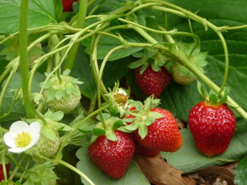 Strawberries on a Plant — Red, Natural, Summer