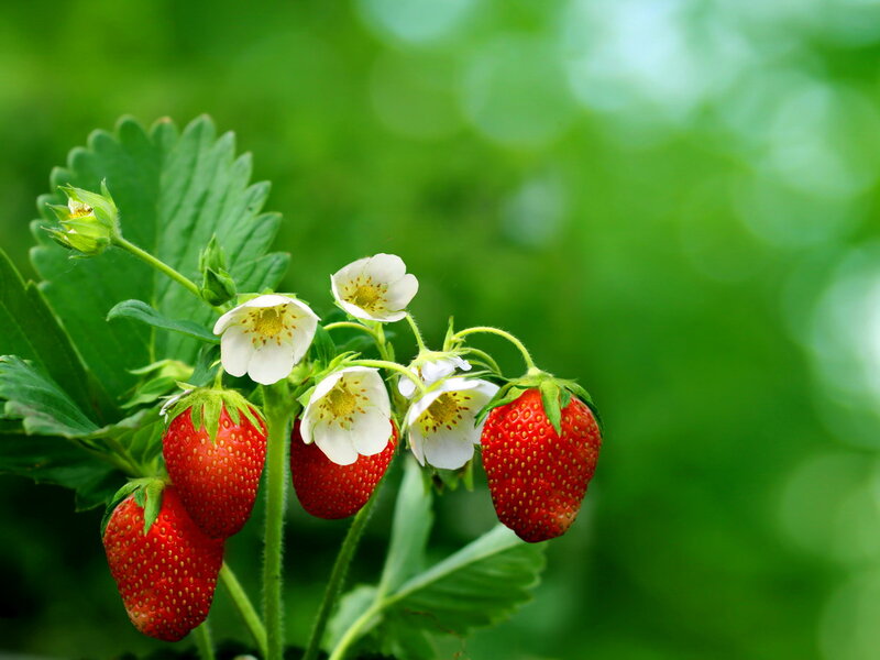 Strawberries on a Plant — Red, Natural