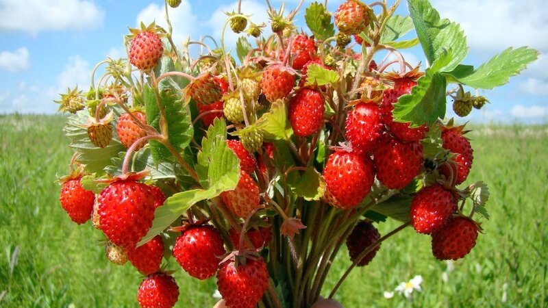 Strawberries on a Plant — Red