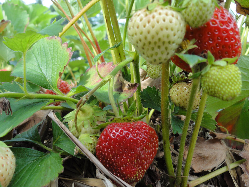 Strawberries on a Plant