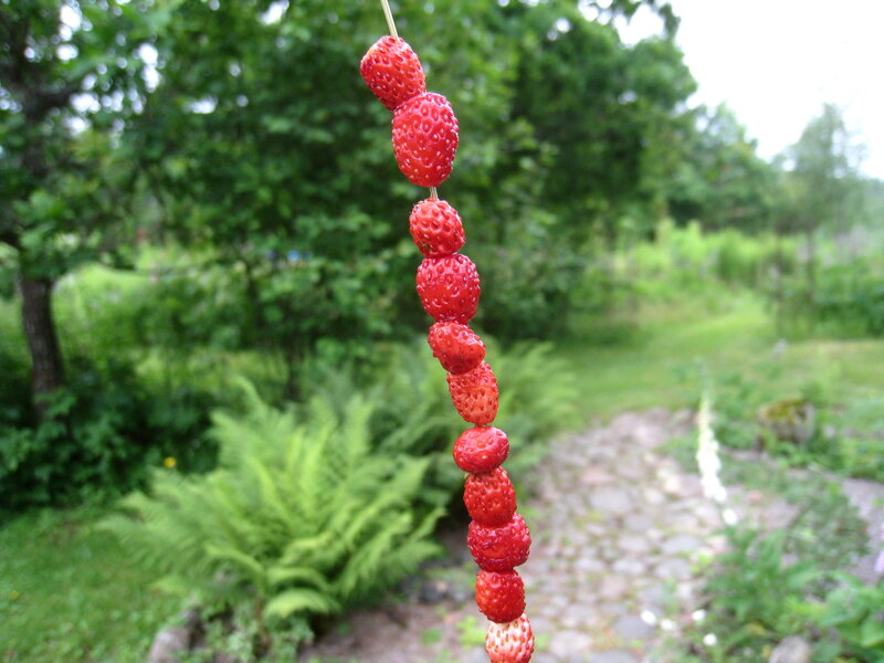 Strawberries on a Stick