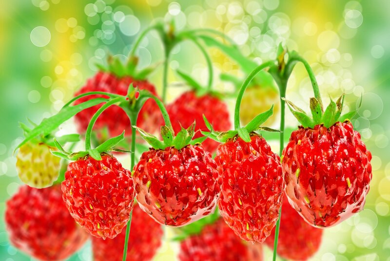 Strawberries on a Vine