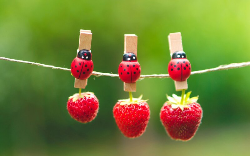 Strawberries on Clothespins