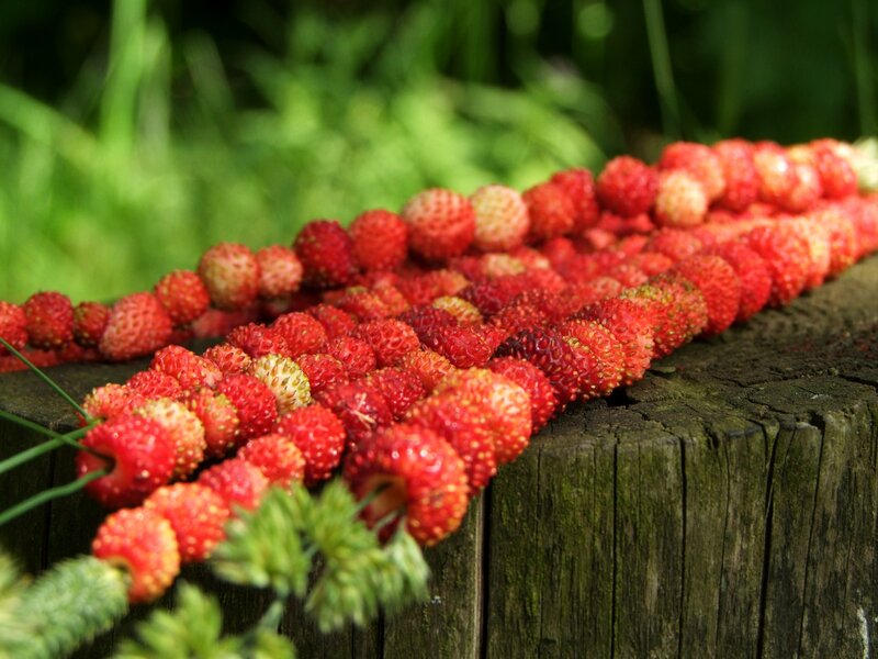 Strawberries on Wooden Surface — Red