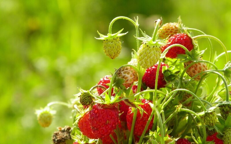 Strawberries ripening in sunlight