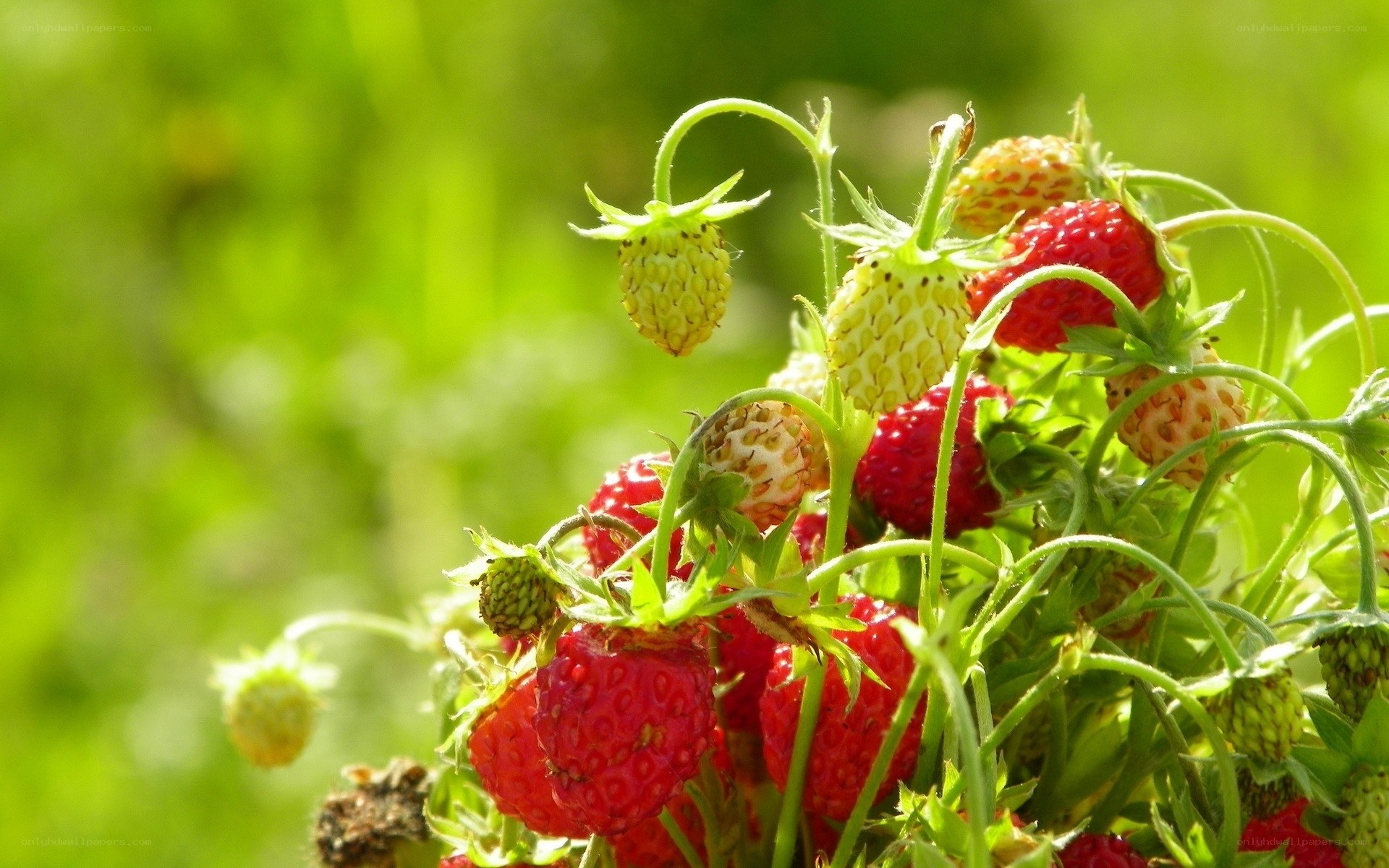 Strawberries ripening in sunlight