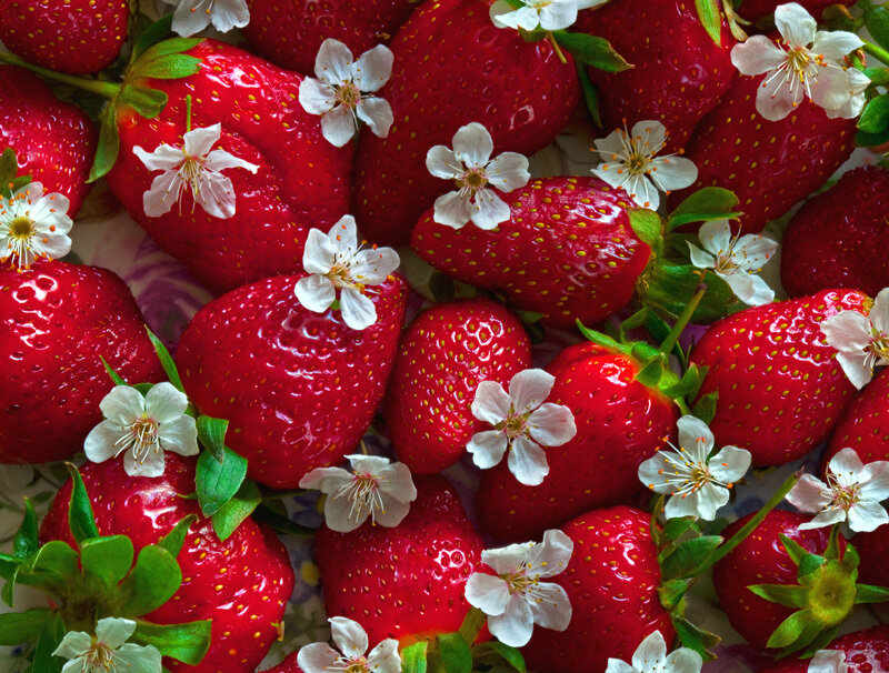 Strawberries with Blossoms — Red