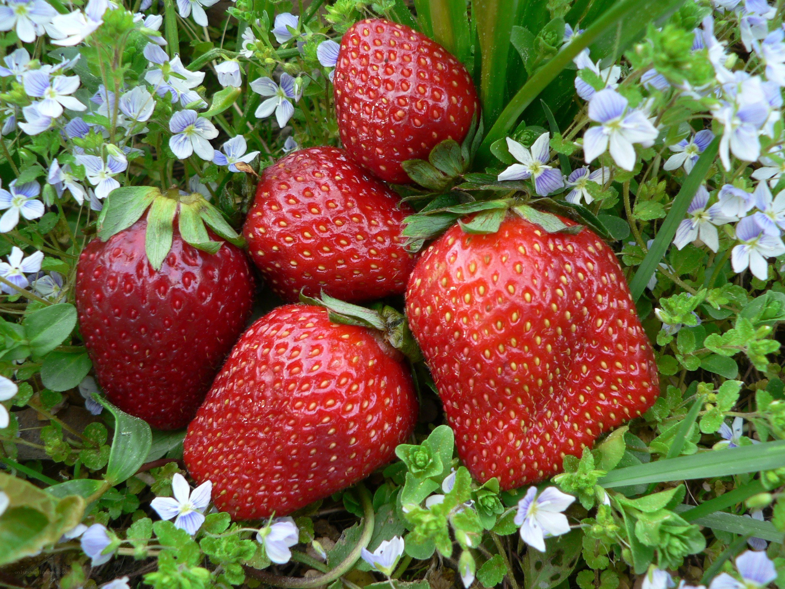 Strawberries with blue flowers