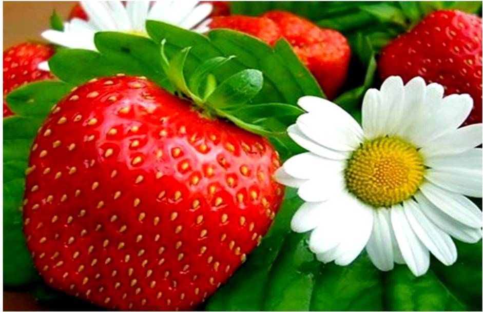strawberries with daisies