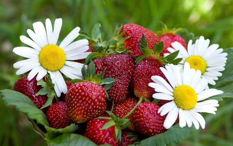 Strawberries with Daisies — Red, Natural