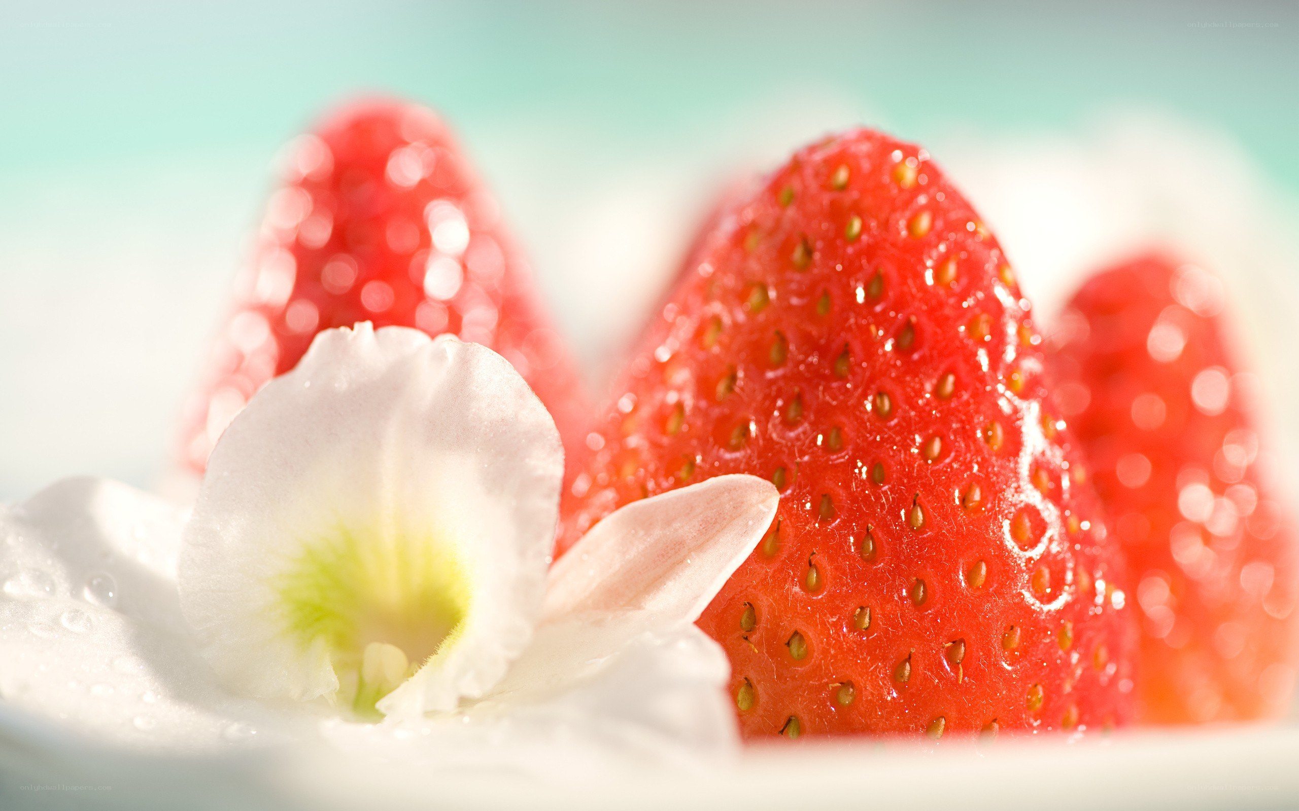 strawberries with white flower