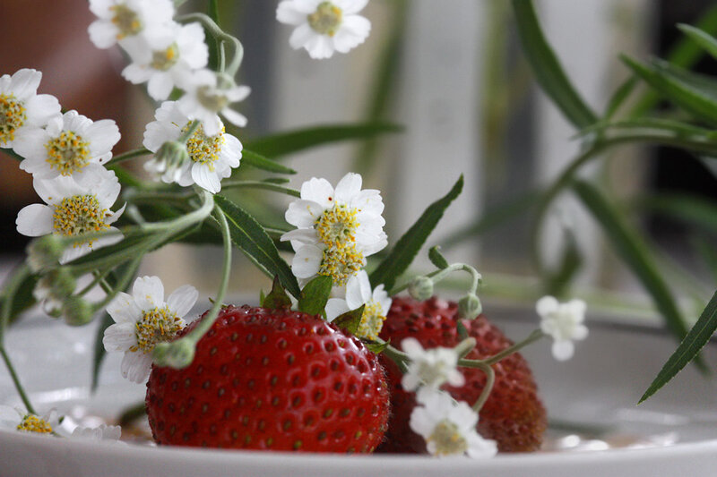 Strawberries with White Flowers