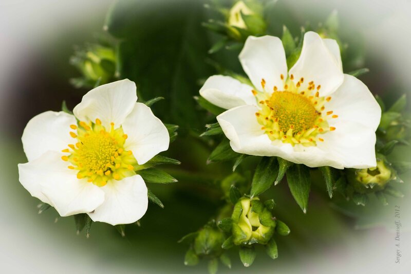 Strawberry Blossoms