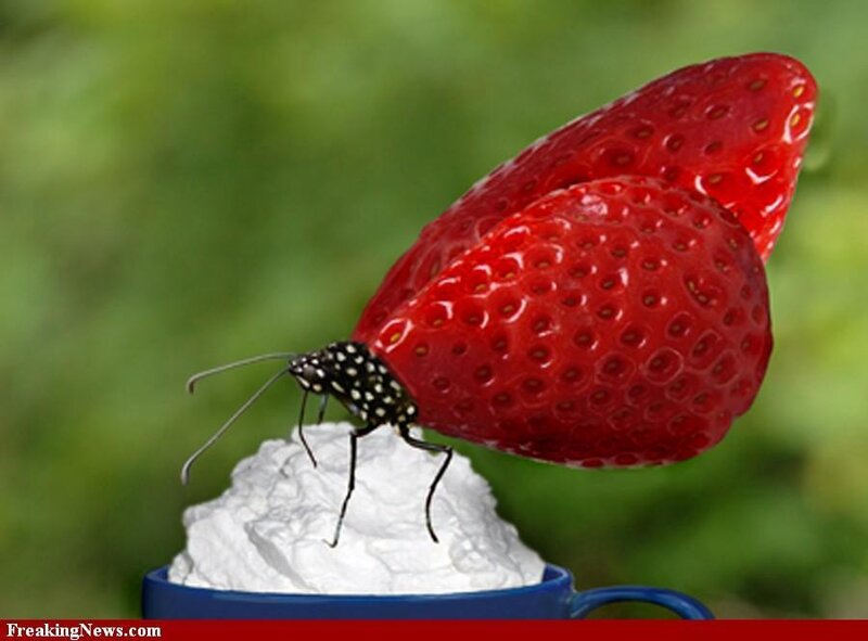 strawberry butterfly on whipped cream