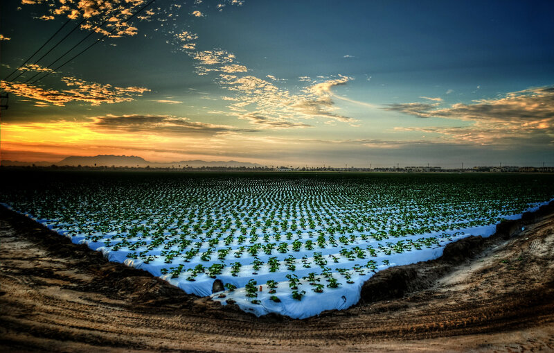 Strawberry Field at Sunset