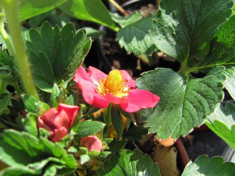 strawberry flower in bloom