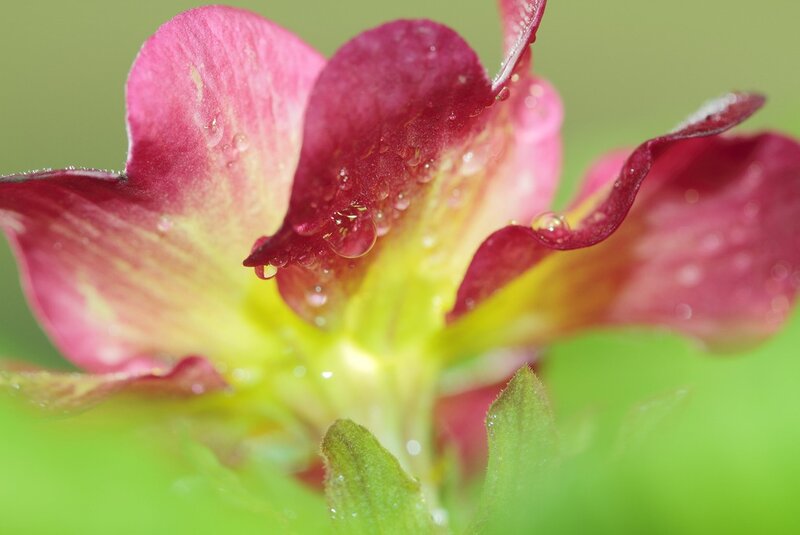Strawberry Flower