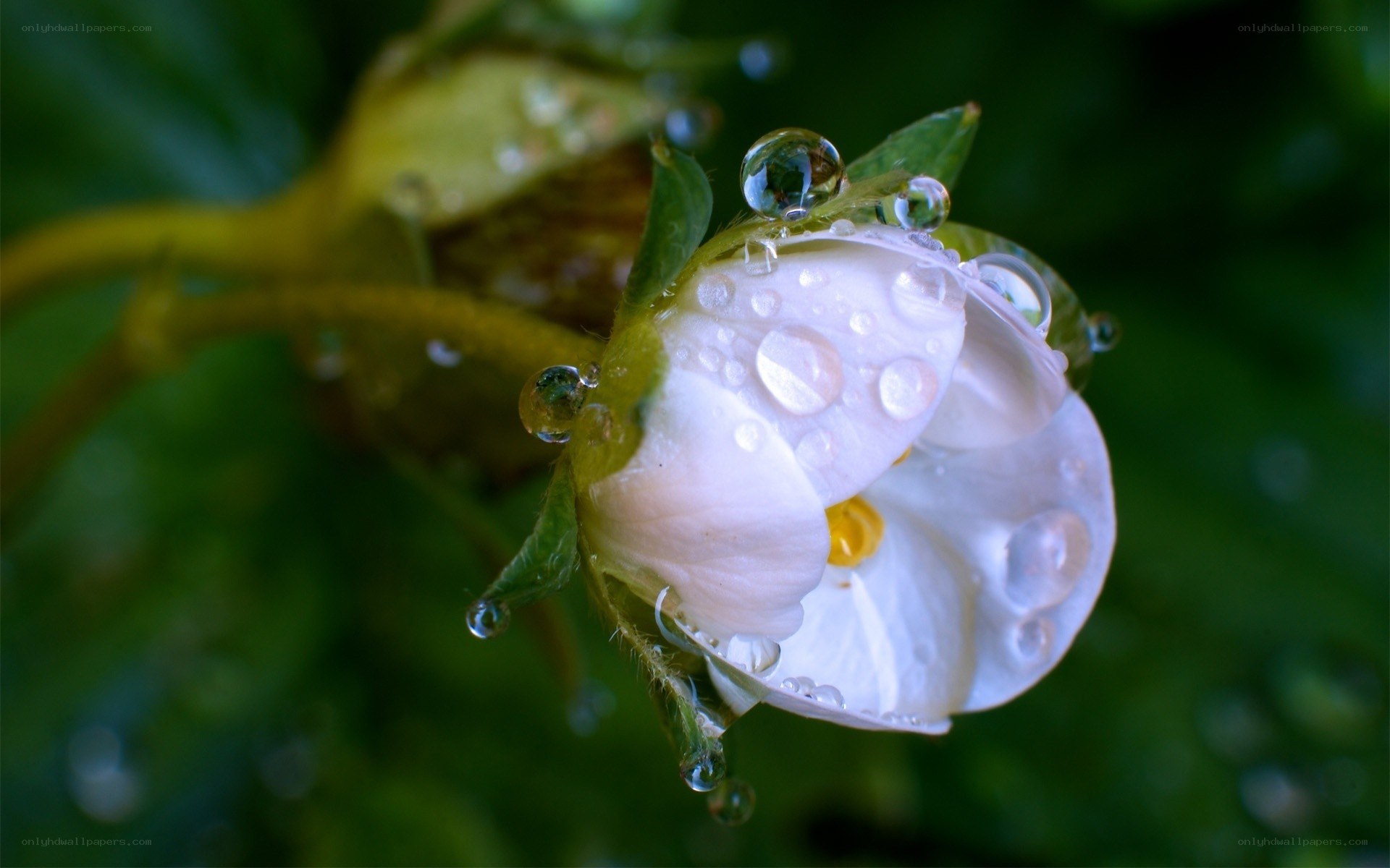 strawberry flower with dew drops