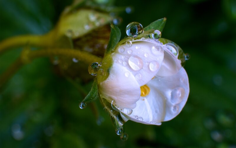 strawberry flower with dew drops