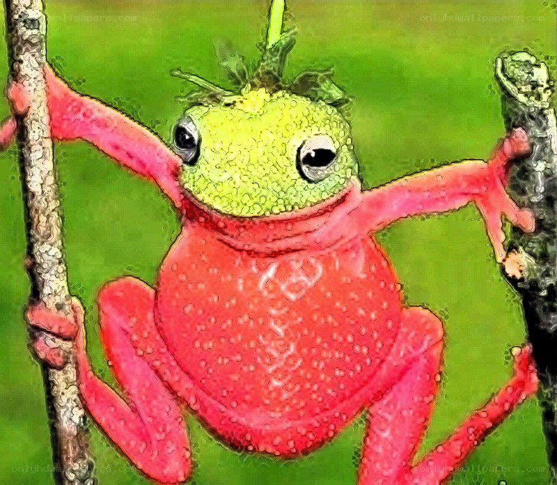 strawberry frog on a branch