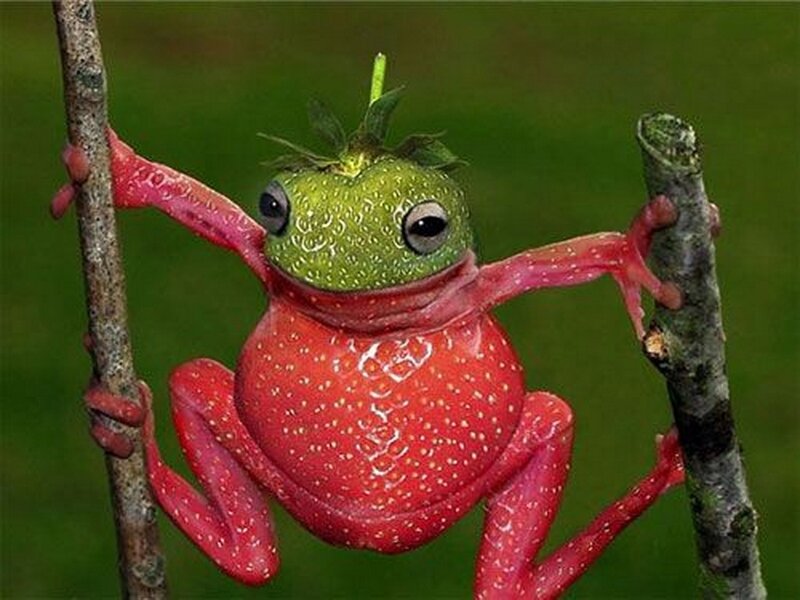 Strawberry Frog