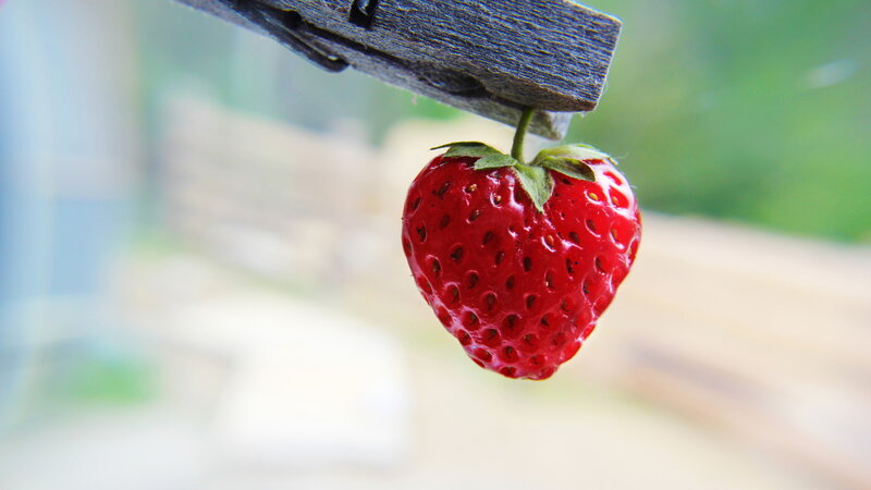 Strawberry Hanging from Clip