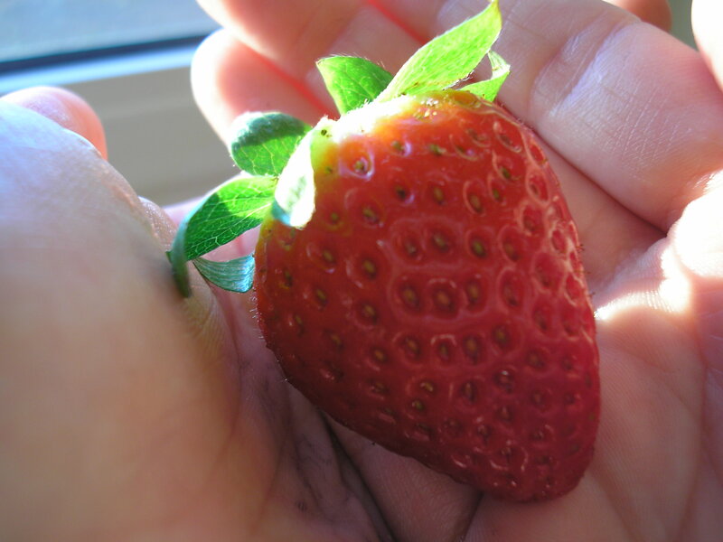Strawberry in Hand — Red