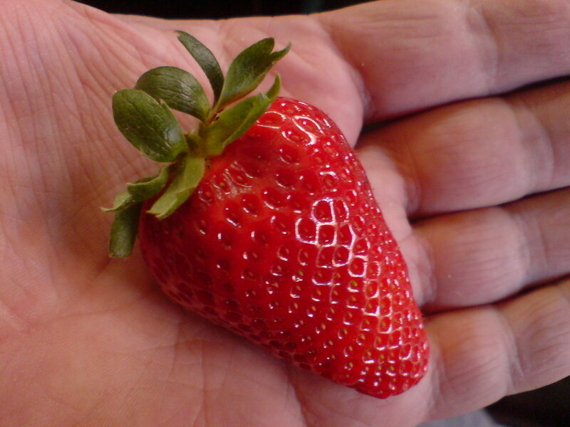 strawberry in hand