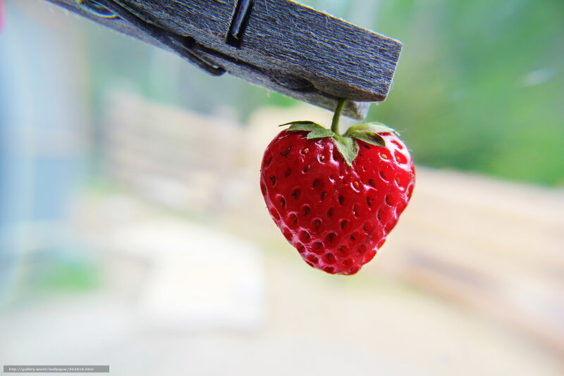 Strawberry on Clothespin — Red, Calm