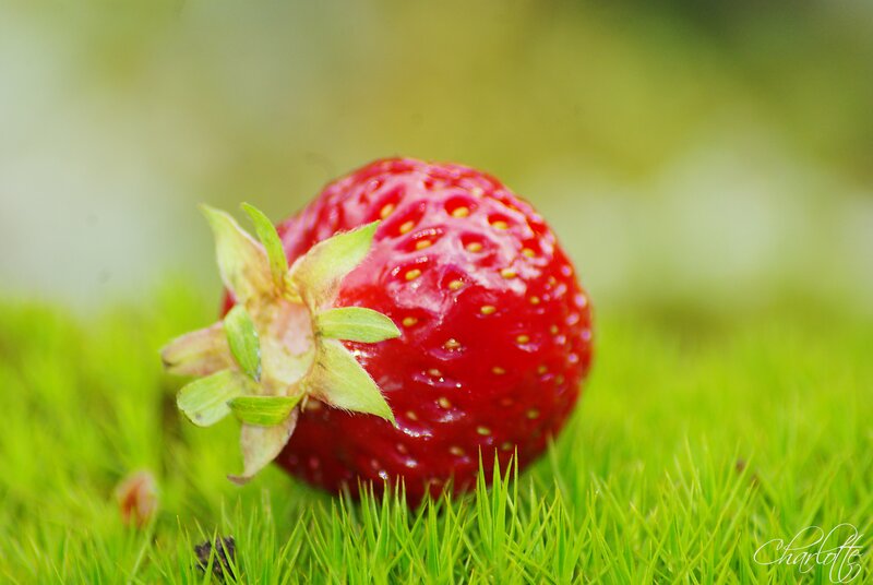Strawberry on Grass