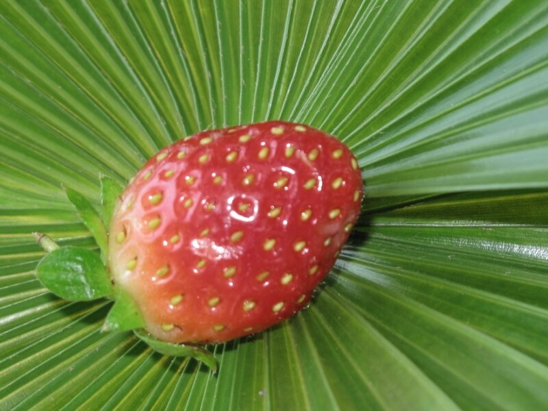 strawberry on green leaf