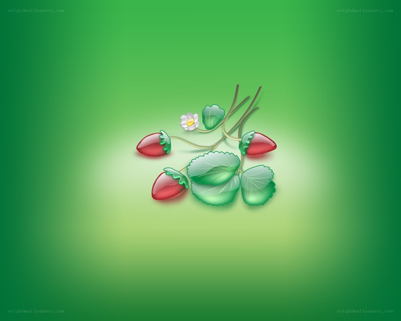 strawberry plant illustration