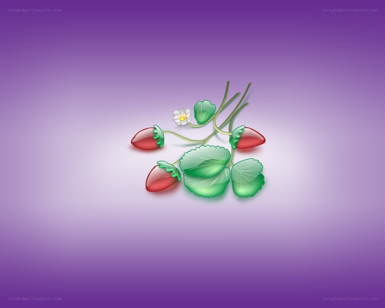 strawberry plant illustration