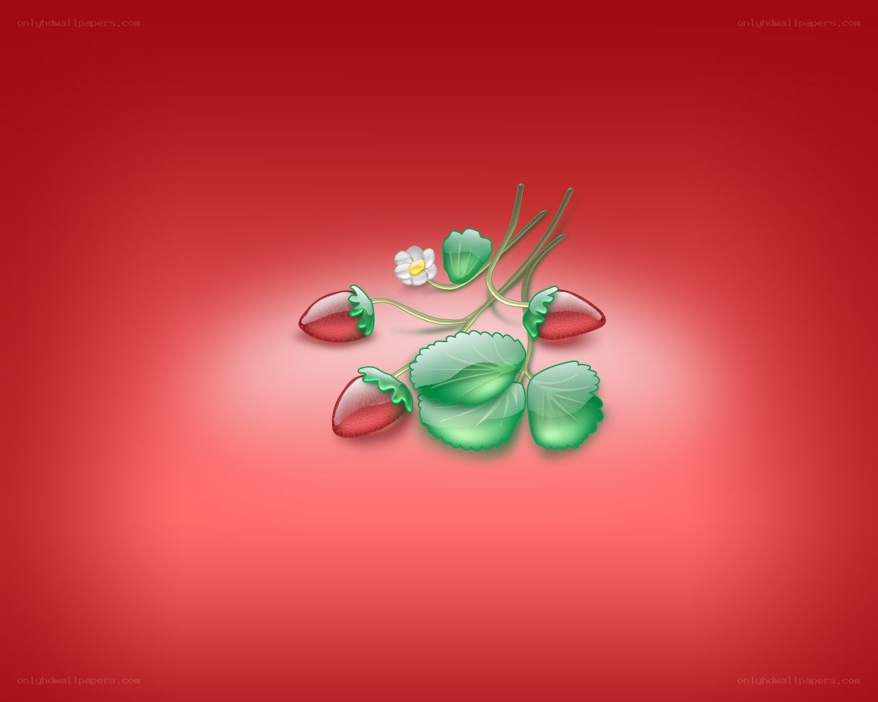 strawberry plant illustration