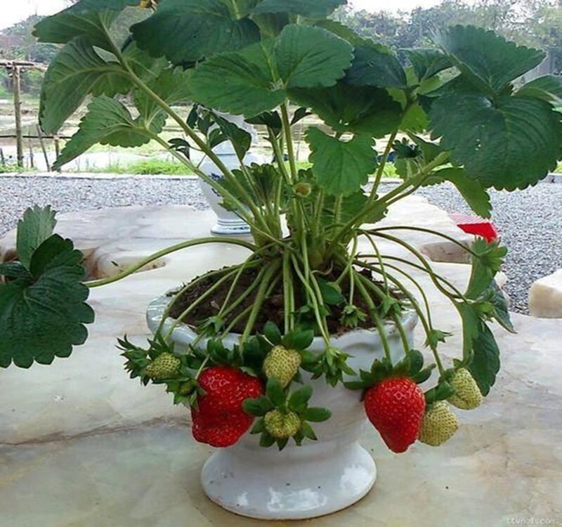 Strawberry Plant in Pot