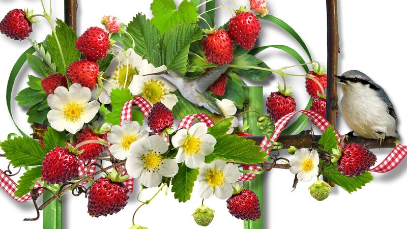 Strawberry Plant with Birds