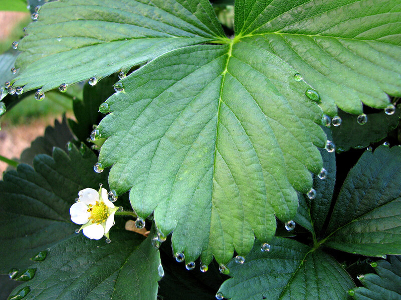 Strawberry Plant with Flower