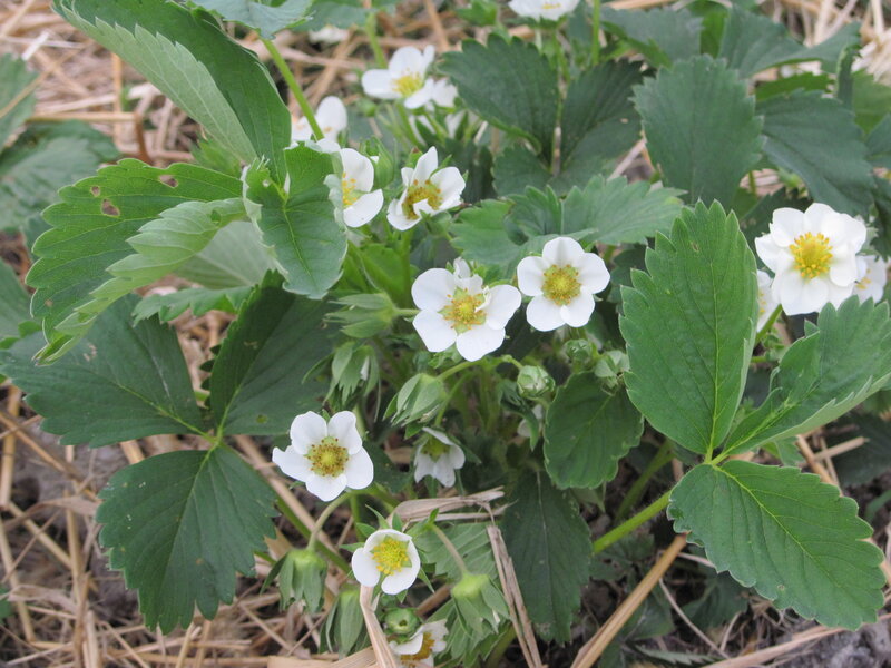 Strawberry Plant with Flowers