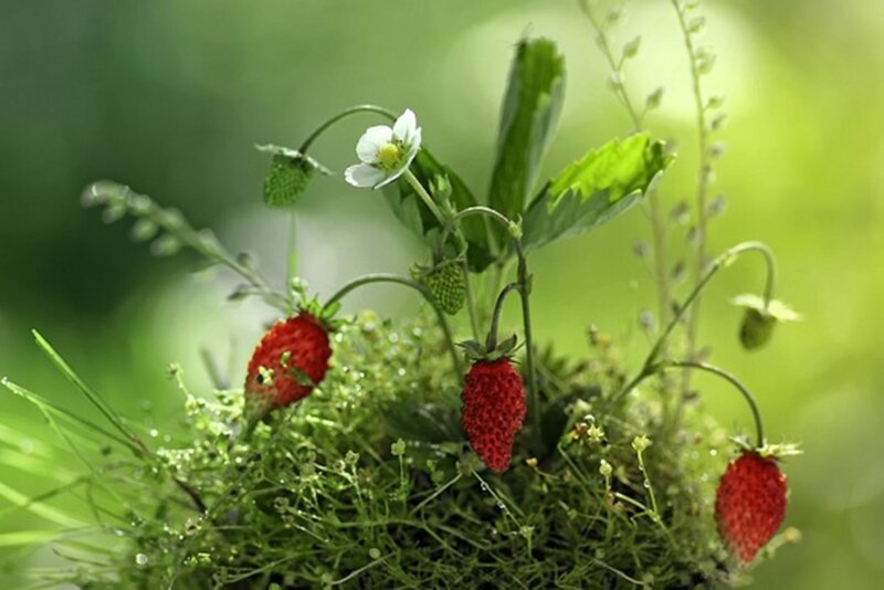 Strawberry Plant with Fruit — Green