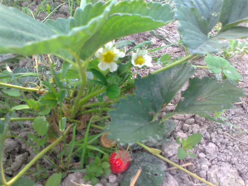 Strawberry Plant with Fruit