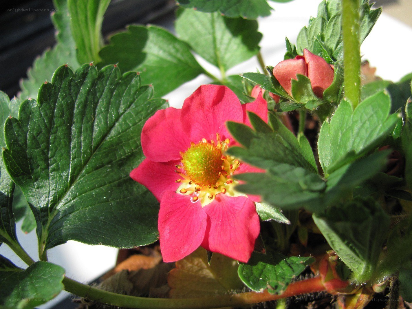 strawberry plant with pink flower