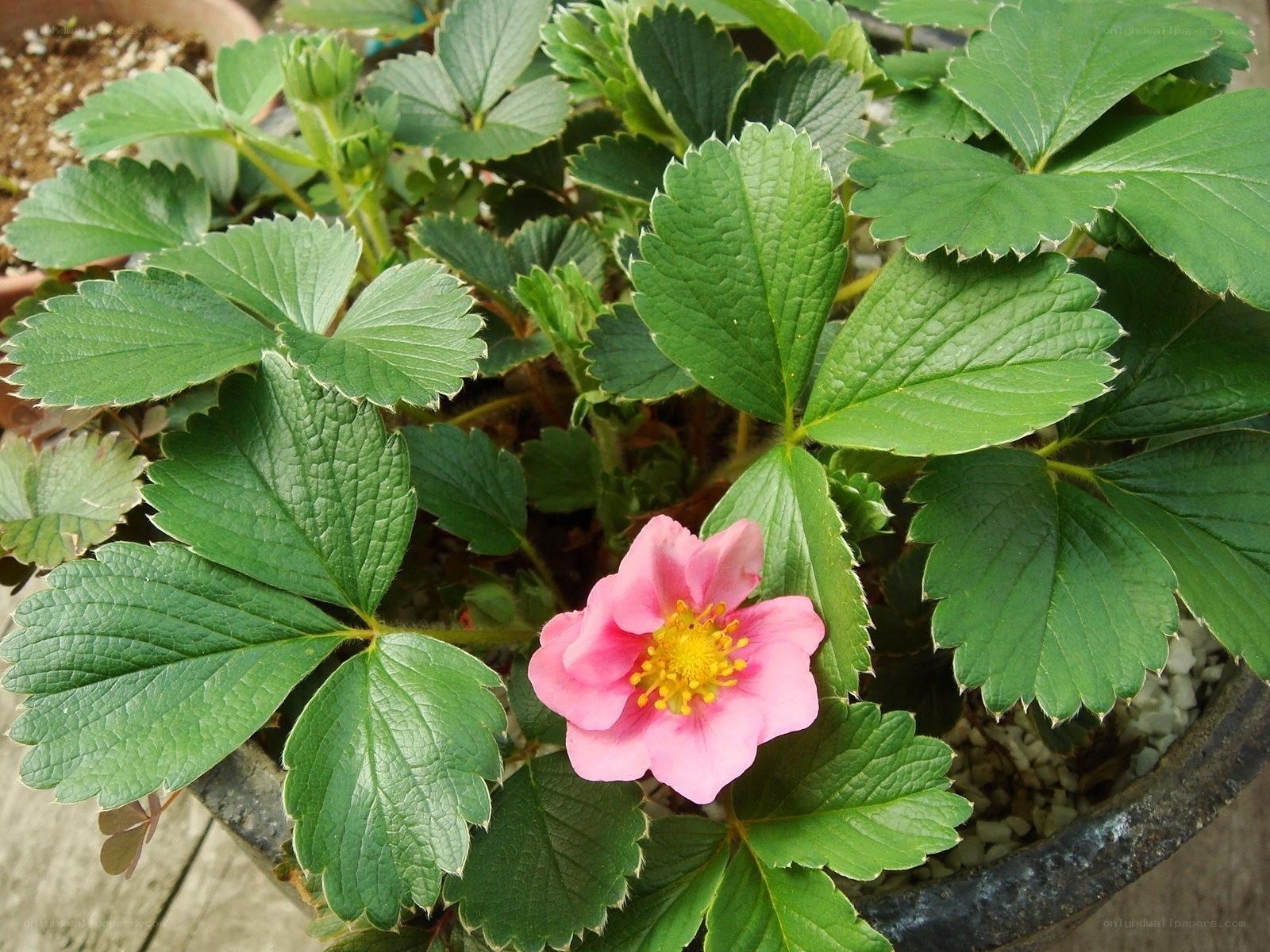 strawberry plant with pink flower